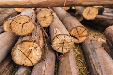 Okaliptüs kütükleri, ağaç kabuğunun dokusunu ve odunun doğal tahılını gösteriyor..