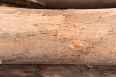 Okaliptüs kütükleri, ağaç kabuğunun dokusunu ve odunun doğal tahılını gösteriyor..