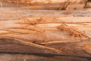 Okaliptüs kütükleri, ağaç kabuğunun dokusunu ve odunun doğal tahılını gösteriyor..