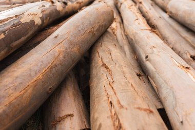 Okaliptüs kütükleri, ağaç kabuğunun dokusunu ve odunun doğal tahılını gösteriyor..