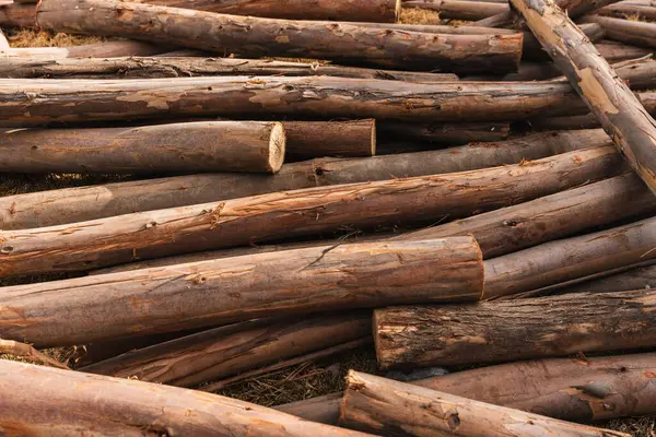 Okaliptüs kütükleri, ağaç kabuğunun dokusunu ve odunun doğal tahılını gösteriyor..