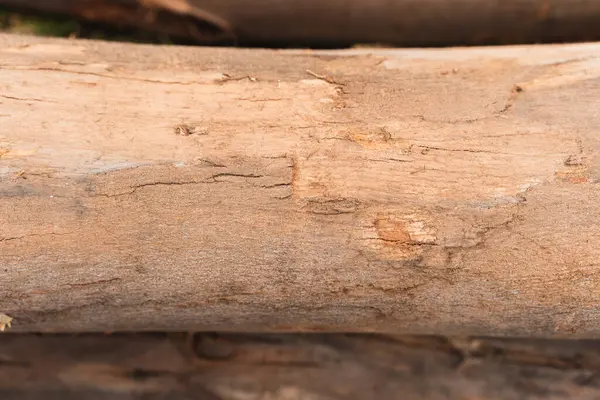 Okaliptüs kütükleri, ağaç kabuğunun dokusunu ve odunun doğal tahılını gösteriyor..
