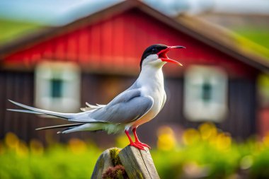 Arctic Tern kuşu çiftlik diye bağırıyor. Yapay zeka fotoğraf üretti. 4K Portre Öngörünüm 8K. HD Resim Arkaplanı