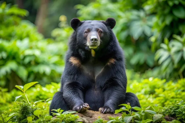 stock image Asian Black Bear sits jungle. AI generated photo. 4K Portrait front view 8K. HD Image Background