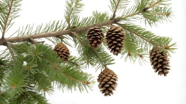 A branch of a pine tree with several pine cones hangs against a white background. AI generated photo. 4K. HD Image Background clipart