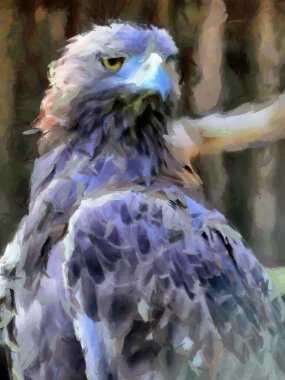Bir kartal portresi. Resim için stilize.