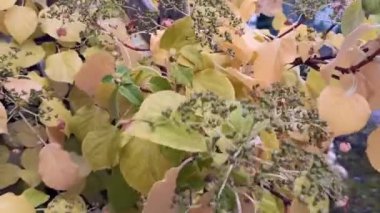 Güzel sonbahar yaprakları, bitki örtüsü