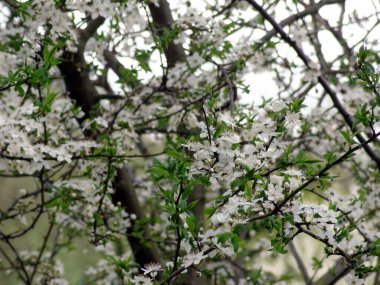 Bahçedeki güzel beyaz çiçekler