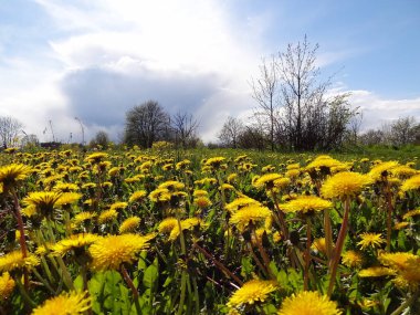 Çayırda sarı karahindibalar.