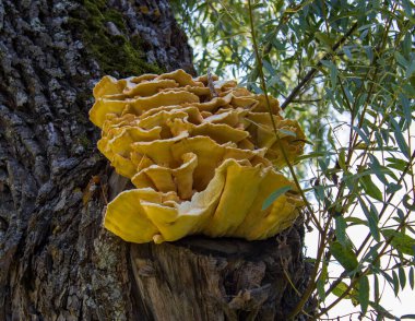 Sonbahar mevsiminde ormanda ağaçtaki mantarlar