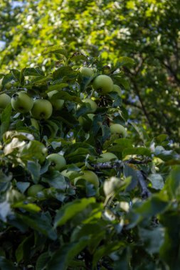 Yazın bahçede ağaçtaki yeşil elmalar