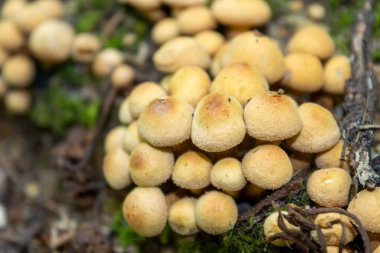 Ormanda zehirli mantarlar