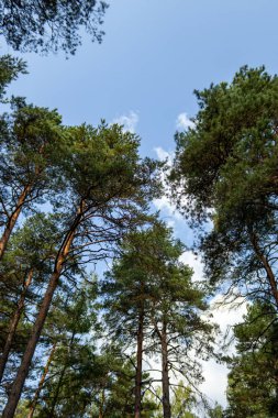 Mavi gökyüzüne karşı güzel çam ağaçları.