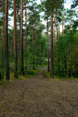 Çam ormanında koşu yolu..