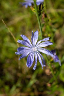Yeşil çimlerin üzerinde mavi çiçekleri.