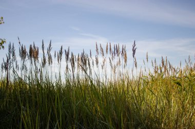Doğanın güzel manzarası