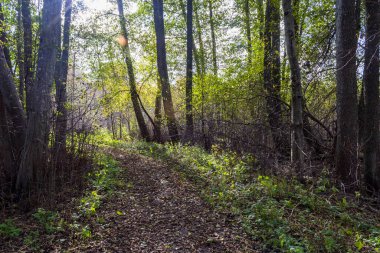 Ağaçları ve yeşil yaprakları olan güzel bir sonbahar ormanı