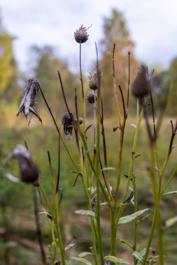 Ormandaki yabani çiçeğe yaklaş.