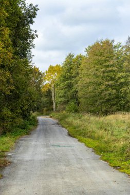 Ormandaki yabani çiçeğe yaklaş.