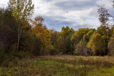 Ormandaki yabani çiçeğe yaklaş.