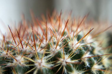 Bir sürü dikenli kaktüsün yakın çekimi. Omurgaları kahverengi ve beyazdır.