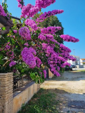 2024 nilüfer a horvtorszgi nyaralalbatt allatt egy napot sikeri kifogni, amikor nem volt kedvez az idjr, gy eltolertunk a vrosba stlni, ahol ezt a gynyr lila szn virgbokrot talk az egyik apartman udvarn.