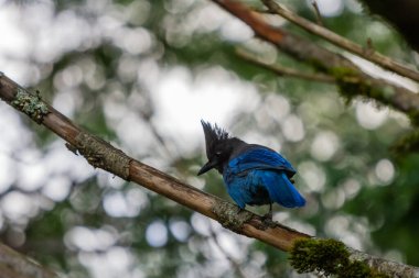 Steller 'ın Jay' i Washington 'da.