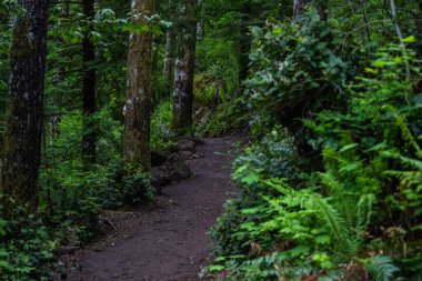 Path in the Woods in Washington State