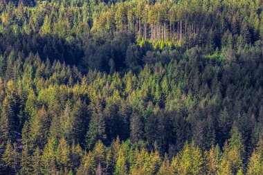 Forest Landscape in Washington State