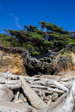 Tree of Life on Washington Coast