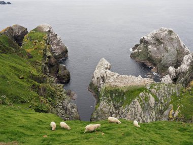 Kayalıklarda koyun cambazı. Hermaness Ulusal Doğa Koruma Alanı. Ta ki... Shetland adaları okyanusa bakan kayalıklarda. Hermaness Ulusal Doğa Rezervi, Birleşik Krallık 'ın en kuzeydeki noktası. Shetland Adaları. İskoçya
