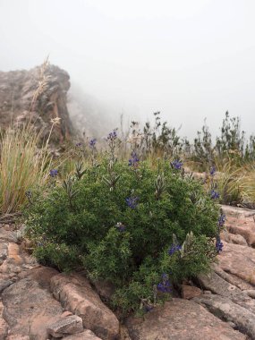 Cordillera de los Frailes bölgesindeki Maragua Krateri 'ne giden İnka yolu. Sucre yakınlarında, Bolivya 'da. Kratere giden İspanyol öncesi bir patikada ünlü bir yürüyüş..