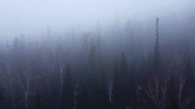 Sisli Orman 'ın Havadan Bakışı. Yumuşak bir sis tabakasıyla kaplanmış bir ormanın dingin ve ruhani perspektifi. Kamera ağaç tepelerinin üzerinde süzülür, yoğun, yüksek ağaçların sis perdesinin arasından yükseldiği bir manzarayı ortaya çıkarır..
