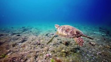 Deniz Kaplumbağasının Su Altında Zarif Yüzüşü - Okyanusun berrak, mavi sularında süzülen bir deniz kaplumbağasının sakin ve zarif hareketi. Kamera kaplumbağayı takip eder ve yavaşça yüzgeçlerini kasten okşar..