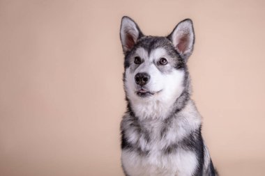 portrait of a cute Alaskan malamute dog on beige background