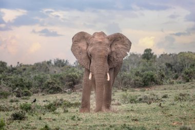 single standing mud-encrusted Elephant (Loxdonta) with flapping ears in Pilanesberg, South Africa clipart
