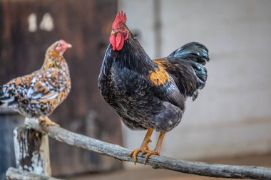 Çiftlikteki piliçlerin gündüz vakti yakınlaşması 