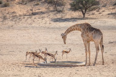 Afrika savanasında zürafa ve antiloplar