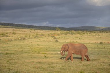 Güney Afrika 'da çim ovasında (Loxdonta) beslenen tek başına dolaşan büyük bir Afrika fili.