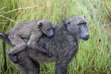 Tatlı maymun ailesi Güney Afrika 'nın vahşi doğasında 