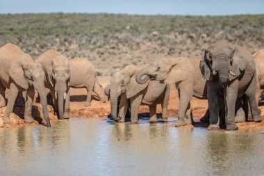 Afrika fil sürüsü (Loxdonta) Güney Afrika 'daki Addo Fil Parkı' nda bir su birikintisi etrafında toplanıyor ve etkileşime giriyorlar.