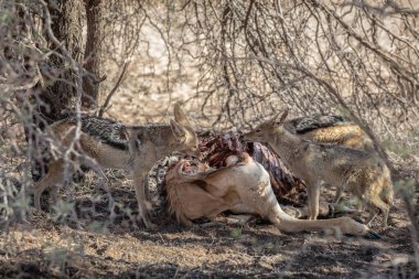 Güney Afrika Savannah 'da antilop yiyen çakalların gururu 