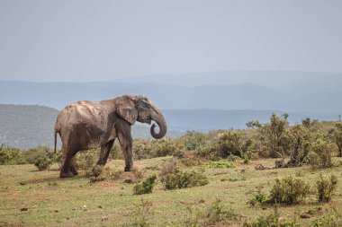  Güney Afrika 'daki Addo Fil Parkı' nda büyük Afrika fili (Loxdonta)