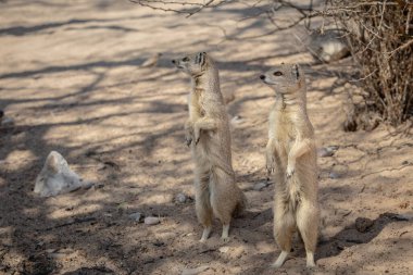  Dikkatli mirketler (Suricata Suricatta) Kalahari çölünde nöbet tutuyorlar.