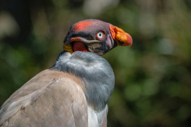 Yeşil bulanık arkaplanda Condor 'un yakınlaşması 