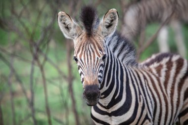 Tek Burchell 'in Zebra Tay' ı Güney Afrika 'da çimenli bir ovada tek başına duruyor (Equus Quagga Burchellii)