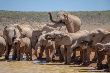 Genç Afrika Fili yavruları (Loxdonta) Güney Afrika 'daki Addo Fil Ulusal Parkı' ndaki kaygan bir su birikintisinden beceriksizce tırmanmaya çalışıyor.