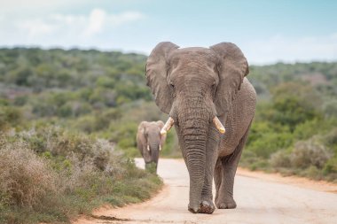 Güney Afrika savanasında yürüyen bir çift fil.