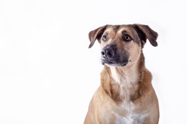portrait of an adorable Africanis dog on white background, close up