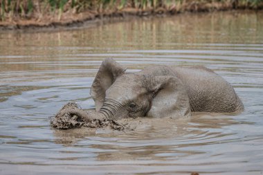Güney Afrika 'daki Addo Fil Ulusal Parkı' nda suda yürüyen tek bir Afrika filinin (Loxdonta) yakın çekimi.